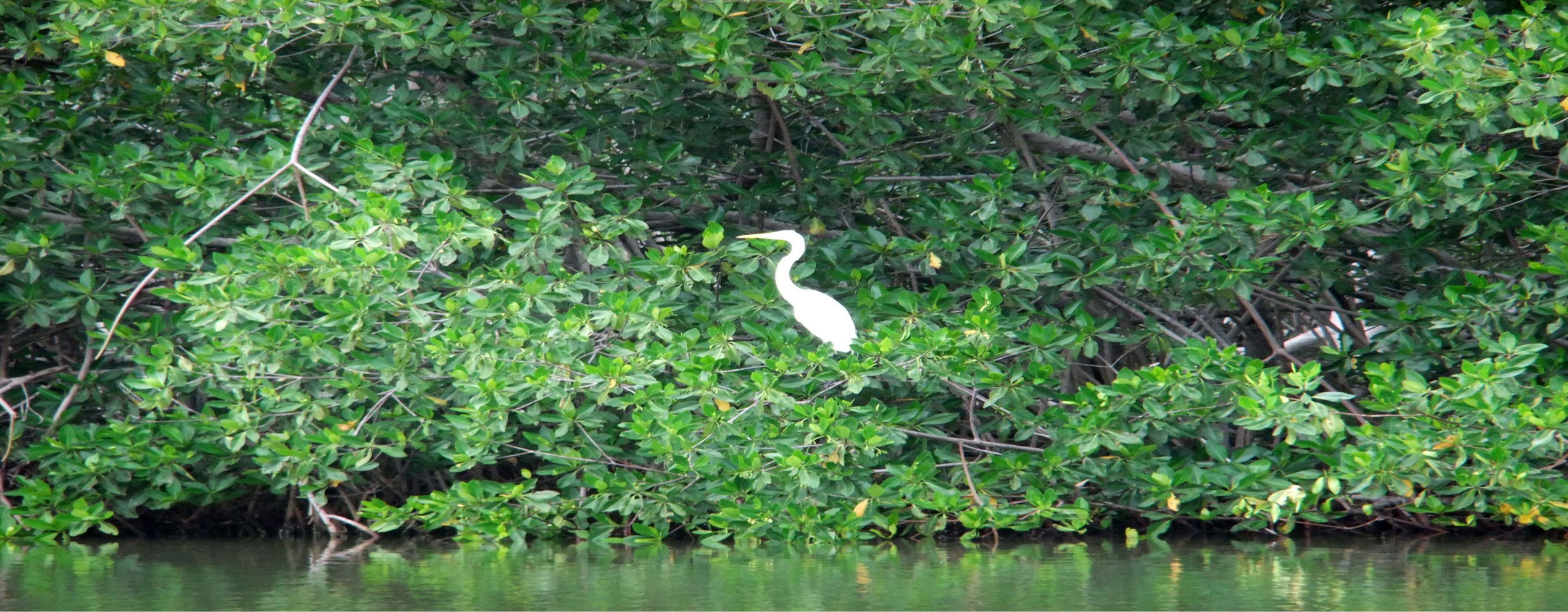 mangroven.jpg5